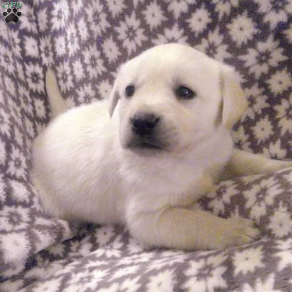 Frank, Golden Labrador Puppy